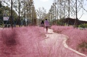 보성군, 핑크빛으로 물든 주민 복지 숲